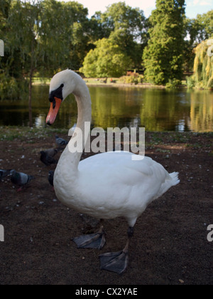 White Swan et pigeons dans St James Park, City of Westminster, London, England, United Kingdom Banque D'Images