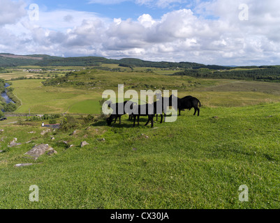 dh Kilmartin Glen DUNADD ARGYLL moutons noirs Dunadd Hillfort Crag fort Dalriada troupeau bétail écosse Banque D'Images