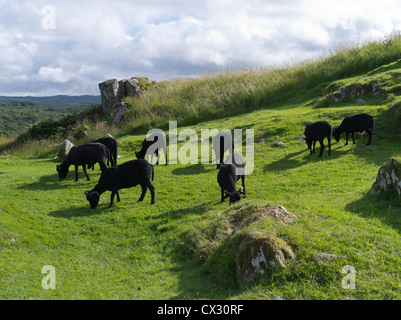 Dh Kilmartin Glen DUNADD ARGYLL mouton noir troupeau Dunadd Dalriada fort Crag Fortin Banque D'Images