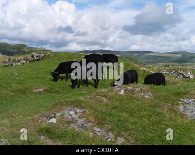 dh Kilmartin Glen DUNADD ARGYLL Scottish Black brebis flock Dunadd Hillfort Crag fort Dalriada bétail pâturage animaux herbe agriculture ecosse Banque D'Images