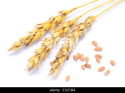 Les grains et les céréales de blé blanc sur les pointes Banque D'Images