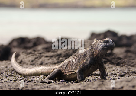 Un iguane marin soleil sur la lave dans les îles Galapagos Banque D'Images