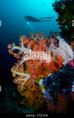 Coraux Mous et plongeur dans Komodo, Indonésie, sous-marin sea life, femme diver, silhouette, colorées, de récifs de corail. Banque D'Images