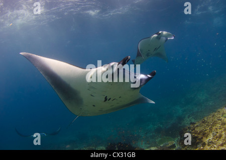 Manta Ray dans Komodo, Indonésie, sous-marin, plongée, plongée sous-marine, l'océan, sur la mer, l'eau bleue, la vie marine, sea life Banque D'Images