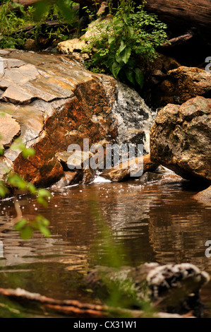 Forme piscines dans le cours d'eau le long du sentier du ravin du Marshall, le Mont Lemmon, montagnes Santa Catalina, désert de Sonora, en Arizona, USA. Banque D'Images