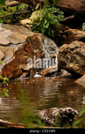 Forme piscines dans le cours d'eau le long du sentier du ravin du Marshall, le Mont Lemmon, montagnes Santa Catalina, désert de Sonora, en Arizona, USA. Banque D'Images