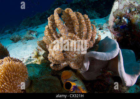 Nudibranche à énergie solaire sur longicirrum Phyllodesmium corail sarcophyton elegans en cuir Banque D'Images