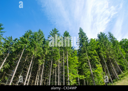 Forêt de pins sous ciel bleu profond dans les Carpates de montagne Banque D'Images