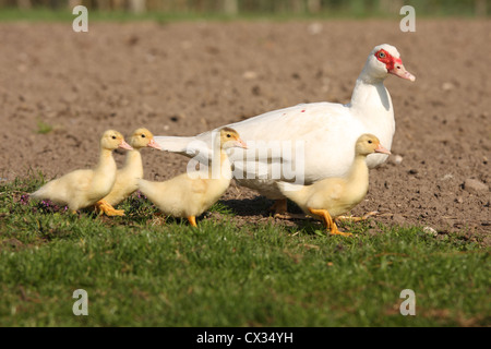 canards de barbarie Banque D'Images