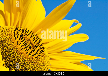 Belle Tournesol jaune contre un fond de ciel Banque D'Images