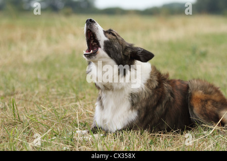 Barking Border Collie Banque D'Images