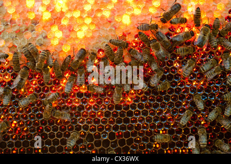 Beaucoup de travail sur les abeilles à miel pleine de miel Banque D'Images