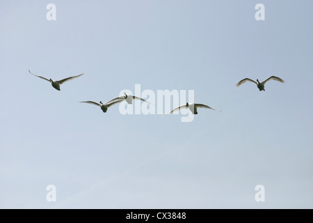 vol de cygnes Banque D'Images