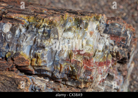 Gros plan du bois pétrifié dans le Parc National de la forêt pétrifiée Banque D'Images