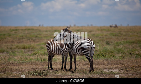 Deux zèbres reste la tête sur les coupures dans le milieu de journée, le Serengeti. Parc national de Serengeti, Tanzanie Banque D'Images