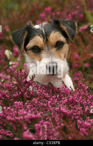 Parson Russell Terrier Banque D'Images