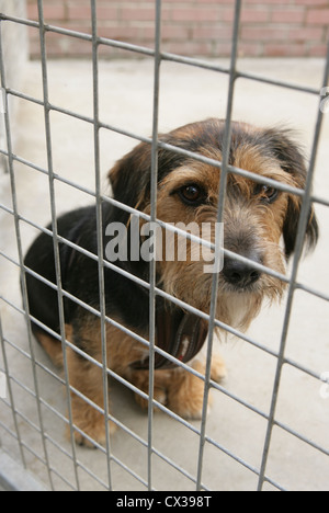 Chien de sauvetage adulte seul dans une cage UK Banque D'Images