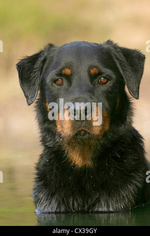 Rottweiler Banque D'Images