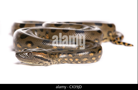 Anaconda vert Eunectes murinus adulte seul dans un studio Banque D'Images