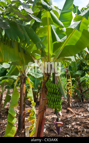 Afrique Tanzanie Village moustiques Mto Wa Mbu village ville avec des bananes de fermes Banque D'Images