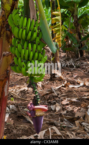 Afrique Tanzanie Village moustiques Mto Wa Mbu village ville avec des bananes de fermes Banque D'Images