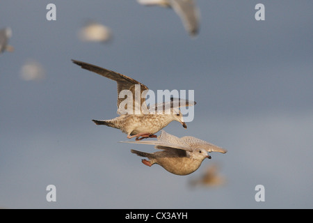 Premier hiver Islande Larus glaucoides avec Herring Gull Larus argentatus Shetland, Écosse, Royaume-Uni Banque D'Images