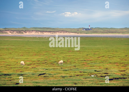 Koenig Port, coudes, mer des Wadden, vasières, Sylt, Schleswig-Holstein, Allemagne Banque D'Images