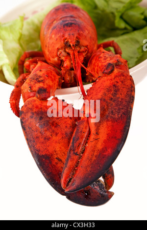 Homard fraîchement cuit dans un bol de légumes verts. L'accent est mis sur les griffes. Banque D'Images