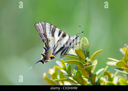Rares Iphiclides podalirius Swallowtail Butterfly ; Espagne ; Banque D'Images
