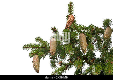 La direction générale avec les cônes de sapins et de résine isolated on white Banque D'Images