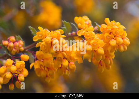 Berberis darwinii, avril 2012 Dorset Banque D'Images