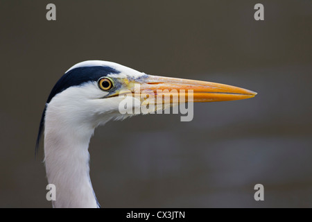 Héron cendré (Ardea cinerea) close up of head Banque D'Images