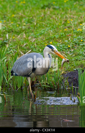 Héron cendré (Ardea cinerea) manger du poisson pêché dans la région de bec, Allemagne Banque D'Images