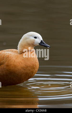 Tadorne casarca (Tadorna ferruginea), mâle, nager dans le lac, Allemagne Banque D'Images