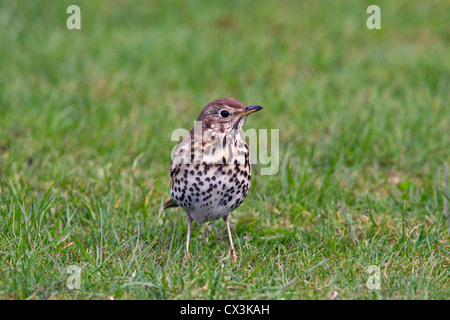 Grive musicienne (Turdus philomelos) qui se nourrissent de pelouse au jardin Banque D'Images