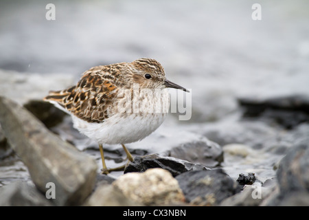 Le Bécasseau minuscule (Calidris minima) sur une rive rocheuse de Prince William Sound, près de Cordova en Alaska, USA. Banque D'Images