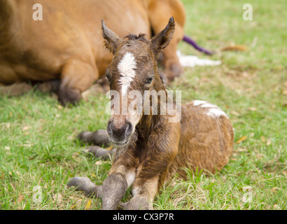 Poulain Appaloosa nouveau-né quelques minutes après la naissance. Banque D'Images