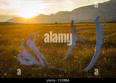 Un crâne d'un taureau le caribou (Rangifer tarandus) se trouve dans la toundra de l'Arctique Gates National Park, Alaska, USA. Banque D'Images