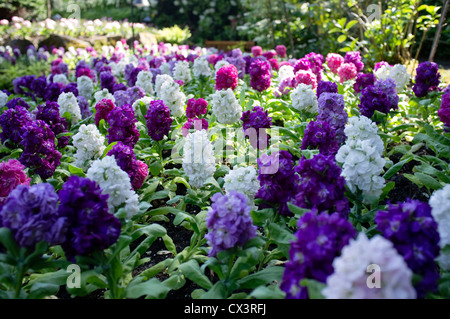 Les jardins Butchart, île de Vancouver, Canada -7 Banque D'Images