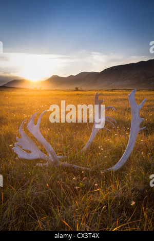Un crâne d'un taureau le caribou (Rangifer tarandus) se trouve dans la toundra de l'Arctique Gates National Park, Alaska, USA. Banque D'Images