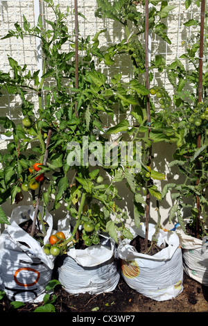 La culture des tomates dans les sacs en plastique dans le jardin de l'Angleterre Banque D'Images