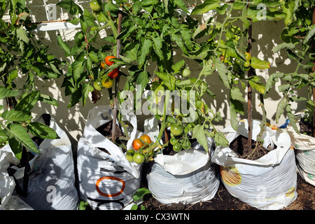 La culture des tomates dans les sacs en plastique dans le jardin de l'Angleterre Banque D'Images