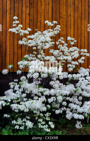 Northern Lights azalea en pleine floraison, le Grand Sudbury, Ontario, Canada Banque D'Images