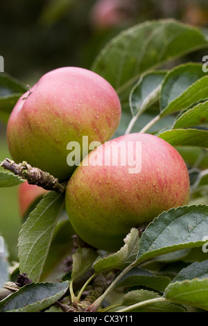 Malus domestica. La pomme 'Reinette d'or Heusgen' pousse dans un verger anglais. Banque D'Images