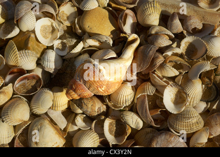 De nombreux coquillages sur une plage Banque D'Images