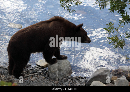 L'Ours noir Le lac Convict Californie Banque D'Images