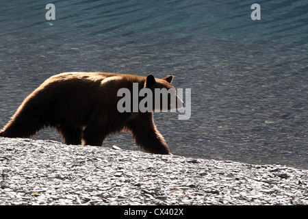 L'Ours noir Le lac Convict Californie Banque D'Images