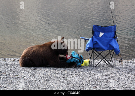 Ours noir en train de manger les chips de pêcheurs du lac Convict Californie Banque D'Images