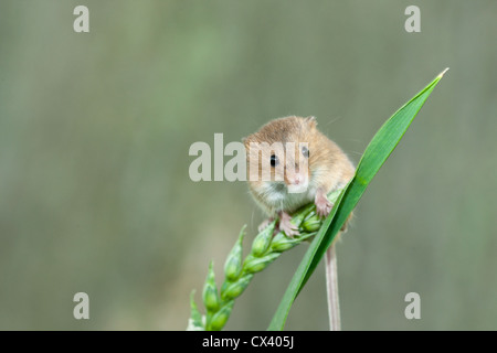 Souris mignon regarde droit devant et assis sur le haut d'un brin d'herbe Banque D'Images