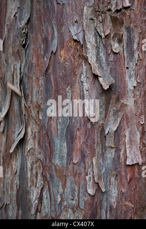 "L'écorce de l'If du Pacifique (Ouest) ' 'arbre Taxus brevifolia'. Banque D'Images